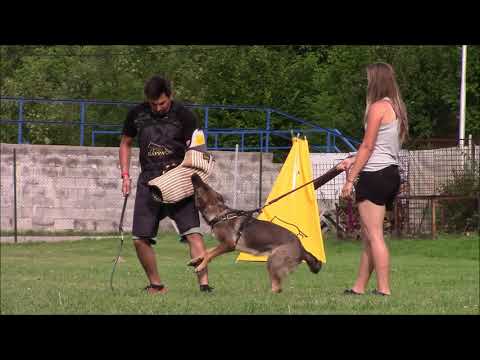 Taffy z Jukasu - obedience & protection - 11 months