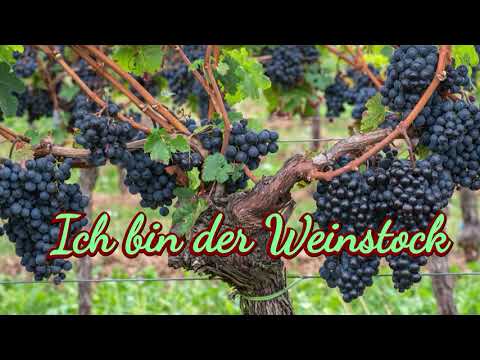 Ich bin der Weinstock  / Aus Pop-Oratorium "ICH BIN -- Jesus in Wort und Wundern"