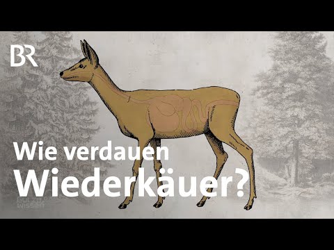 Wie funktioniert der Magen von Wiederkäuern? | Gut zu wissen