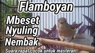 Download lagu Flamboyan gacor semua burung emosi mp3