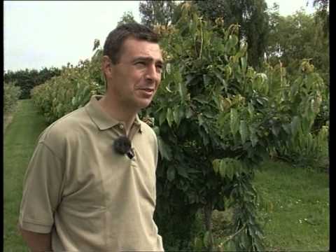 Selvpluk Kildebroende 19990705