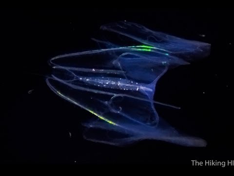 Blackwater Dive (GoPro Hero 5)-- Kona, The Big Island