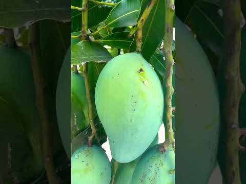 Why is mango called king of fruits ? #youtubeshorts #shorts #shortsvideo #kingofthefruits #mango