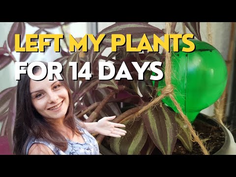 WATERING plants when you travel | Use WATER BALLS Correctly