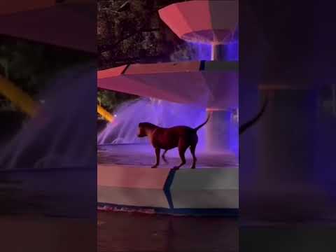 🐶 MIENTRAS ALGUNOS ENSUCIAN… ÉL LIMPIA