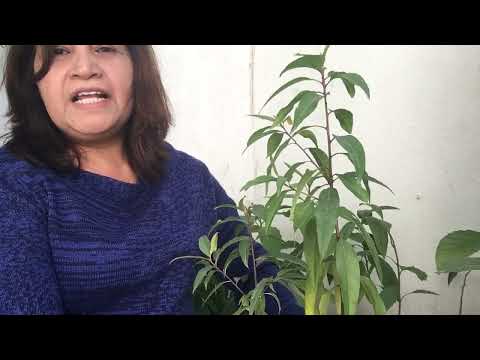 Mis árbolitos de cerezo sakura y como germinar las semillas.