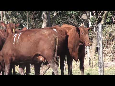 Lote VAQUILLONAS SANTA GERTRUDIS MOCHAS "LA LUCILA"