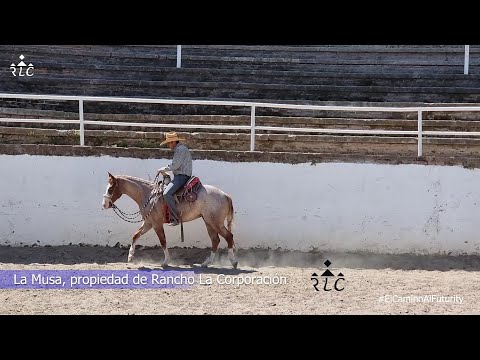 C01P03 - The Road to Futurity - The Gambler, The Gamo, The Junior and The Muse