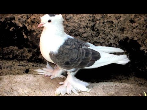 image-Is a rock dove a pigeon?