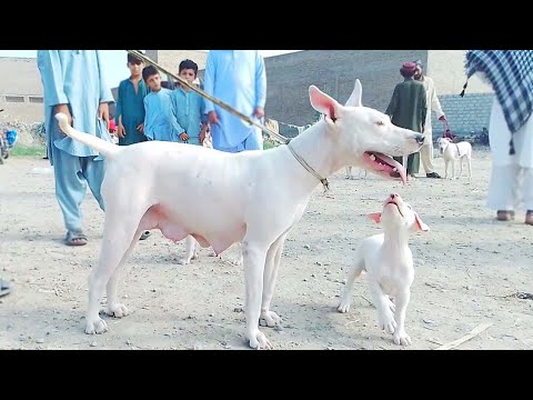 last etwar bazar dogs video ka part 2