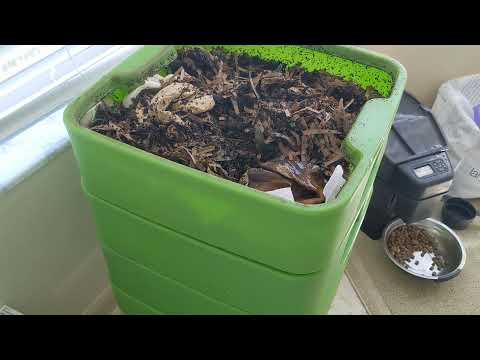 Hot Frog Living Composter Year 1 Day 15 - Quick Feeding - Vermicomposting