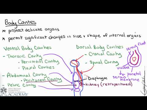 Body Cavities