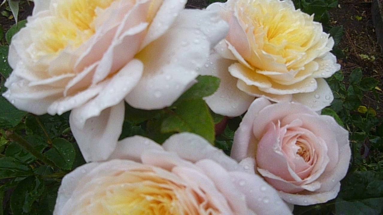 Сад из роз. г. Балаково. Роза Д. Остина English Garden