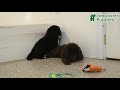 Newfoundland dogs for sale: Ranger - Video 1