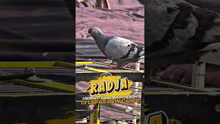 Download lagu RADJA owned by Setia Family Golden Boy Boss Fahmi, his performance rocks the New Candi Batang rac... mp3 Download lagu RADJA owned by Setia Family Golden Boy Boss Fahmi, his performance rocks the New Candi Batang rac... mp3