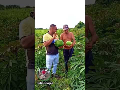 La mejor producción la tenemos en Zambrano Bolívar | Julio Riojas 🤠