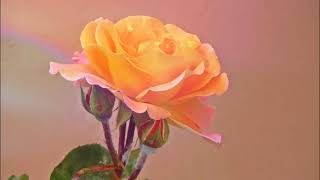 Download lagu Words - Rita Coolidge mp3 Download lagu Words - Rita Coolidge mp3