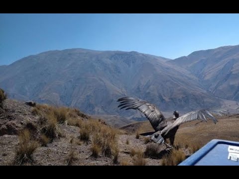 Sacha, el cóndor andino, volvió a surcar el cielo salteño