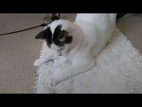 Good Mews - Luciana, Sophie, and Lemon Meringue playing 2018-09-16