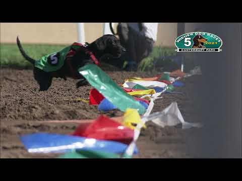 Canterbury Park Wiener Dog Races 9-5-21