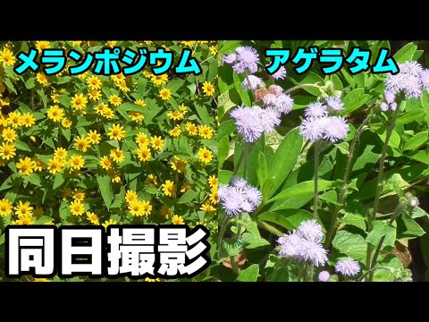 メランポディウム、メランポディウム・パルドサム