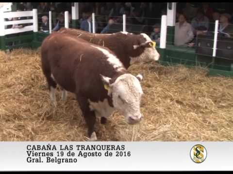 19-08-16 Venta de Toros P.R y P.C - Cabaña Las Tranqueras - Gral. Belgrano