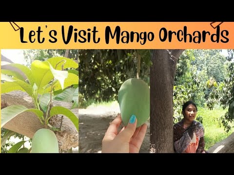 A visit to mango Orchard|آم کے باغ کی سیر by Rashida Lifestyle