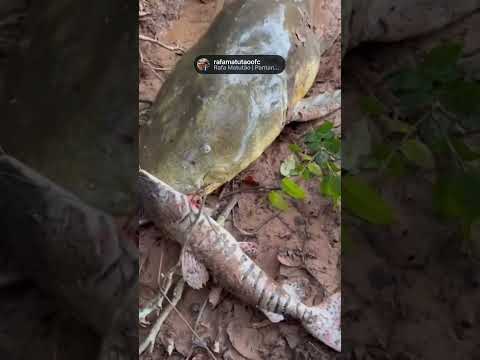 Jaú gigante pego no rio aquidauana . #pesca #matogrossodosul #pantanal #peixes