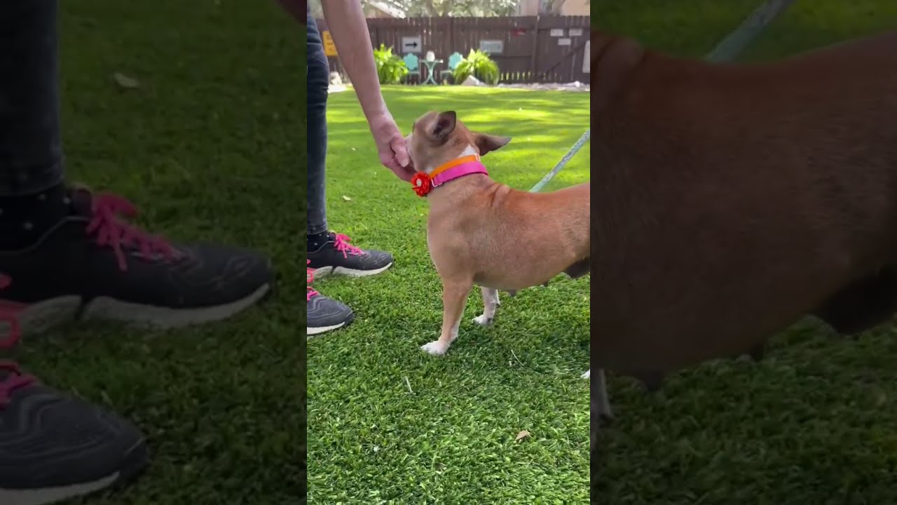 Enlarge Lana, a Adoptable mixed breed in Brentwood, TN video 3/6