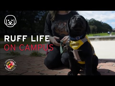 Ruff Life on Campus