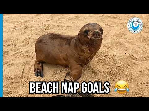 A Seal in Trouble, and Another One That Couldn’t Care Less