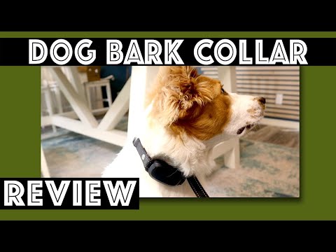Fafa Frog Dog Bark Collar Review