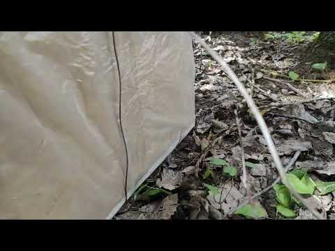 Роеловство. Как словить пчёл. Ловушка на пчёл за копейки. #Пчеловодство #Роеловство #Shorts