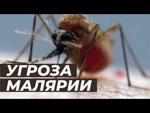 Роспотребнадзор предупреждает об угрозе малярии