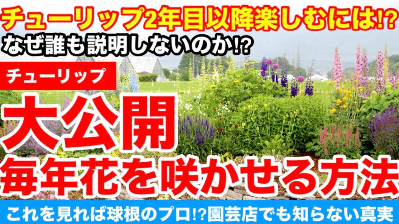 【チューリップ】2年目以降開花させるテクニックを大公開‼︎プロの園芸店でも教えなかったあの裏技を紹介します。Ver605【カーメン君】【チューリップ】【球根】【宿根】