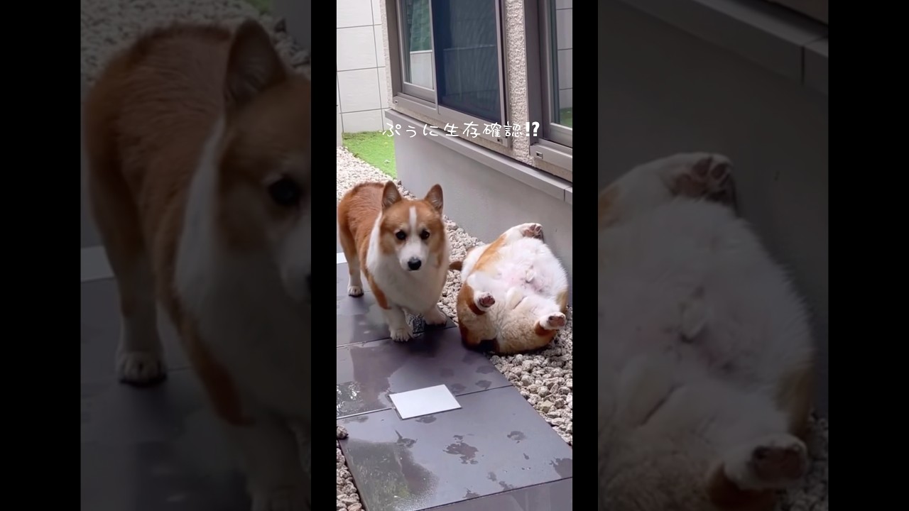 生存確認の仕方がかわいいコーギー☺️ #shorts #corgis #コーギー