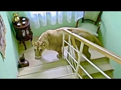 Man And Beast Part 41