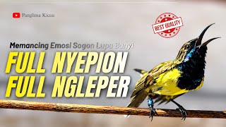 Download lagu FULL NGLEPER!! FULL NYEPION!! Pancingan Sogon Paling Ampuh untuk Burung yang Jarang Bunyi #sogon mp3 Download lagu FULL NGLEPER!! FULL NYEPION!! Pancingan Sogon Paling Ampuh untuk Burung yang Jarang Bunyi #sogon mp3