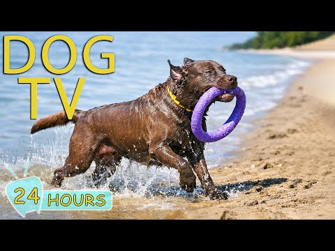 DOG TV: Videos Anti-Anxiety & Prevent Boredom All Day for Dogs When Home Alone - Best Music for Dogs