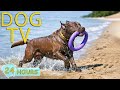 DOG TV Videos Anti Anxiety Prevent Boredom All Day For Dogs When Home Alone Best Music For Dogs