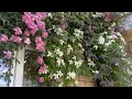 Growing Clematis In Pots