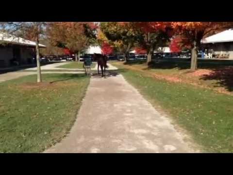 Hat Trick (JPN) - To Be a Lover 2011 Bay Filly