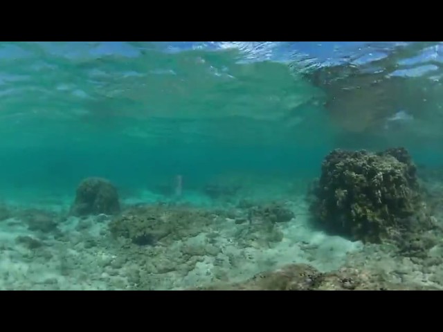 Hawaii 360 VR - Reef Dive with Theta V Camera