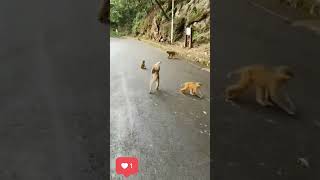 Download lagu ATRAKSI MONYET UNIK | YUK NGAKAK #shorts #videolucu #viral mp3