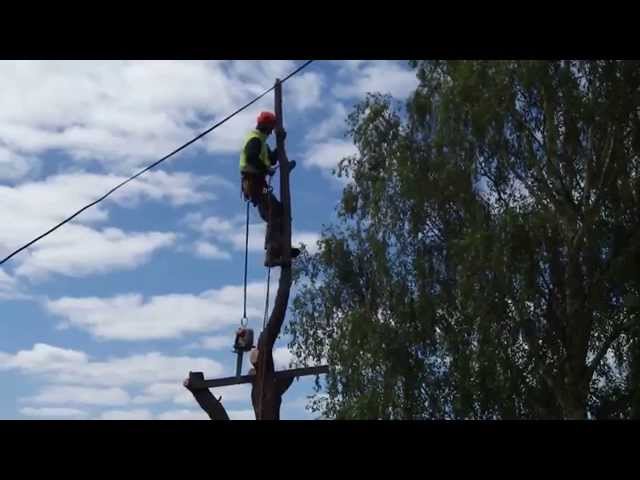 Stump Pro - Hobart, TAS