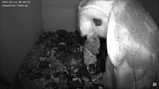 ein lebendiges Mäuschen wurde abgeliefert