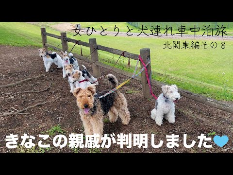 フォックス・テリア:8つの一般的な病気