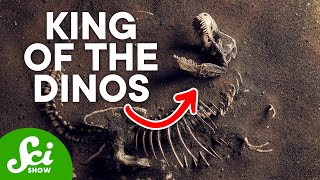 Meet the Real Tyrannosaurus rex