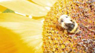 Chi Coltrane - Blinded By Love