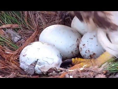 Red-tailed Hawks | First baby ready to out from egg | Hatching start | April 21, 2022